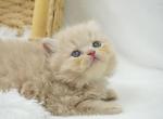 Groot CFA Health Tested - Persian Kitten For Sale - FL&comma; US