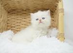 Nebula CFA Health Tested - Himalayan Kitten For Sale - FL&comma; US