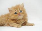 Gamora CFA Health Tested - Persian Kitten For Sale - 