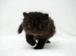 Rocket CFA Health Tested - Persian Kitten For Sale - FL&comma; US