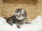 Adele CFA Health Tested - Persian Kitten For Sale - FL&comma; US