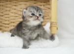 Selena CFA Health Tested - Persian Kitten For Sale - FL&comma; US