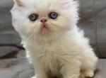 Sammy - Himalayan Kitten For Sale - 