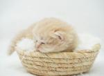 Bruno CFA Health Tested - Persian Kitten For Sale - FL&comma; US