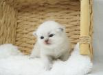 Drake CFA Health Tested - Himalayan Kitten For Sale - FL&comma; US