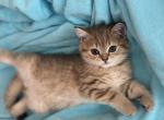 Golden chinchilla tabby - Scottish Straight Kitten For Sale - Brooklyn&comma; NY&comma; US