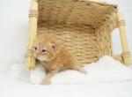 Freya CFA Health Tested - Persian Kitten For Sale - FL&comma; US
