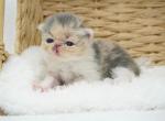 Iris CFA Health Tested - Persian Kitten For Sale - FL&comma; US