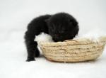 Loki CFA Health Tested - Persian Kitten For Sale - FL&comma; US