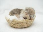 Mercy CFA Health Tested - Persian Kitten For Sale - FL&comma; US
