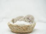 Franklin CFA Health Tested - Himalayan Kitten For Sale - FL&comma; US