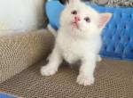 Charlie - Ragdoll Kitten For Sale - Sacramento&comma; CA&comma; US