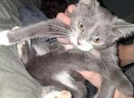 Comet - Bengal Kitten For Sale - MI&comma; US