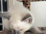Leo - Siamese Kitten For Sale - Manhattan&comma; NY&comma; US