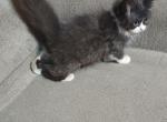 Brooklyn - Ragdoll Kitten For Sale - AR&comma; US