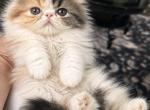 Brown patched tabby and white - Persian Kitten For Sale - Clay&comma; PA&comma; US