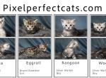 Rangoon Gyoza Eggroll and Wonton - Bengal Kitten For Sale - Severna Park&comma; MD&comma; US
