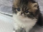 Tabby GIRL&lowbar;Currently 4 weeks old - Persian Kitten For Sale - Chowchilla&comma; CA&comma; US