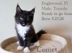 Comet Maine Coon - Maine Coon Kitten For Sale - Englewood&comma; FL&comma; US