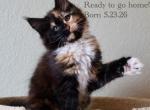 Luna Maine Coon - Maine Coon Kitten For Sale - Englewood&comma; FL&comma; US