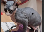 Phineas - Sphynx Kitten For Sale - Pickerington&comma; OH&comma; US