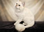 Young Siberian kittens - Siberian Kitten For Sale - Plano&comma; TX&comma; US