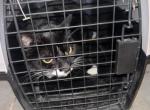 Nameless - American Shorthair Cat For Sale - Brandon&comma; FL&comma; US