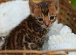 lollipop - Bengal Kitten For Sale - 
