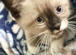 M2 - Siamese Kitten For Sale - Syracuse&comma; NY&comma; US