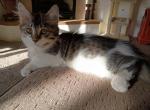 Sammy - Domestic Kitten For Sale - Prescott Valley&comma; AZ&comma; US