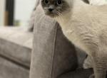 Scottish fold - Scottish Fold Cat For Sale - Sedalia&comma; MO&comma; US