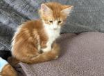 May litter - Maine Coon Kitten For Sale - Tarentum&comma; PA&comma; US