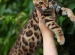 Lilly - Bengal Kitten For Sale - Los Angeles&comma; CA&comma; US