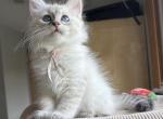 June - Siberian Kitten For Sale - Prospect Heights&comma; IL&comma; US