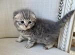 Scottish Fold Gray Female - Scottish Fold Kitten For Sale - Orlando&comma; FL&comma; US