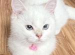 Flkitten1 white - British Shorthair Kitten For Sale - Parkland&comma; FL&comma; US