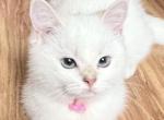 Flkitten1 white - British Shorthair Kitten For Sale - Parkland&comma; FL&comma; US