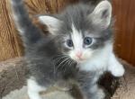 Blue Bayou - Norwegian Forest Kitten For Sale - Arpin&comma; WI&comma; US