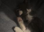 Kitty - Domestic Kitten For Adoption - Wildomar&comma; CA&comma; US