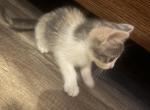 Kitty boy - Domestic Kitten For Adoption - 