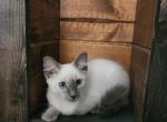 Balinese - Balinese Kitten For Sale - Barnett&comma; MO&comma; US