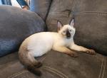 Junior - Siamese Kitten For Sale - Barnett&comma; MO&comma; US