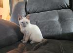 Precious - Siamese Kitten For Sale - Barnett&comma; MO&comma; US