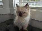 Daisy - Ragdoll Kitten For Sale - 