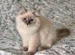 Misty Blue Tabby Point - Siberian Kitten For Sale - Virginia Beach&comma; VA&comma; US