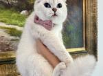 Scottish Fold Seal Point Female Retiring - Scottish Fold Cat For Sale/Retired Breeding - Orlando&comma; FL&comma; US