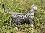 Barracuda - Bengal Kitten For Sale - Boston&comma; MA&comma; US