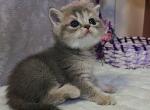 British Ursula - British Shorthair Kitten For Sale - Empire State&comma; NY&comma; US