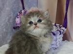 British Ustina - British Shorthair Kitten For Sale - Empire State&comma; NY&comma; US