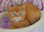 British Migel - British Shorthair Kitten For Sale - Empire State&comma; NY&comma; US